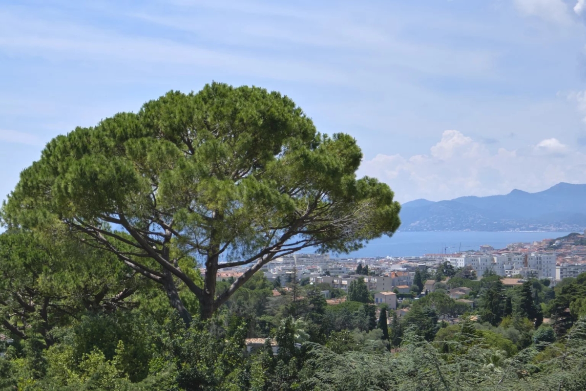 Maison de luxe à vendre à Cannes, 6 800 000 €, Photo 2