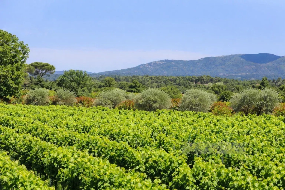 Luxury House for sale in Le Cannet-des-Maures, 10 600 000 €, Photo 1
