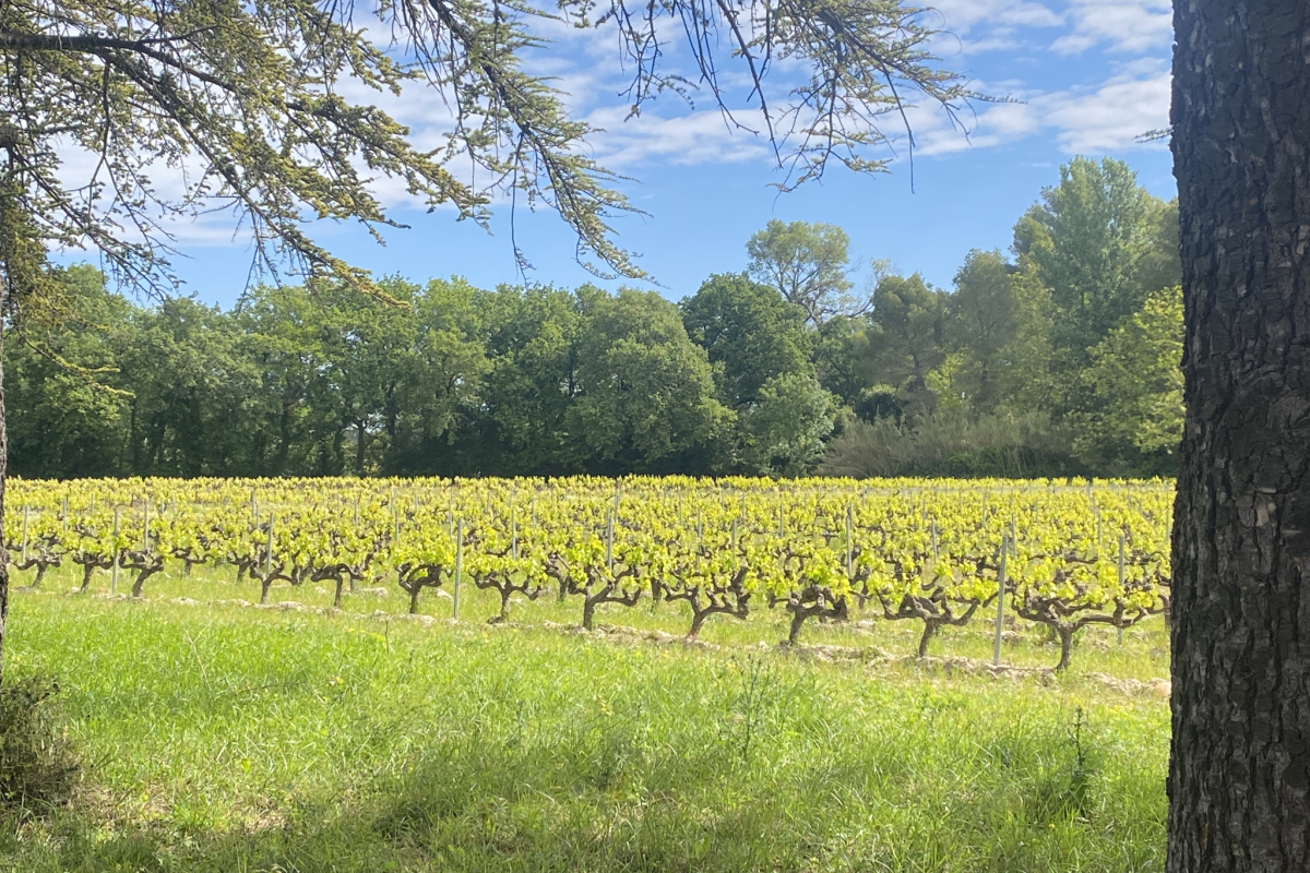 Maison de luxe à vendre à Tavel, 4 187 000 €, Photo 4