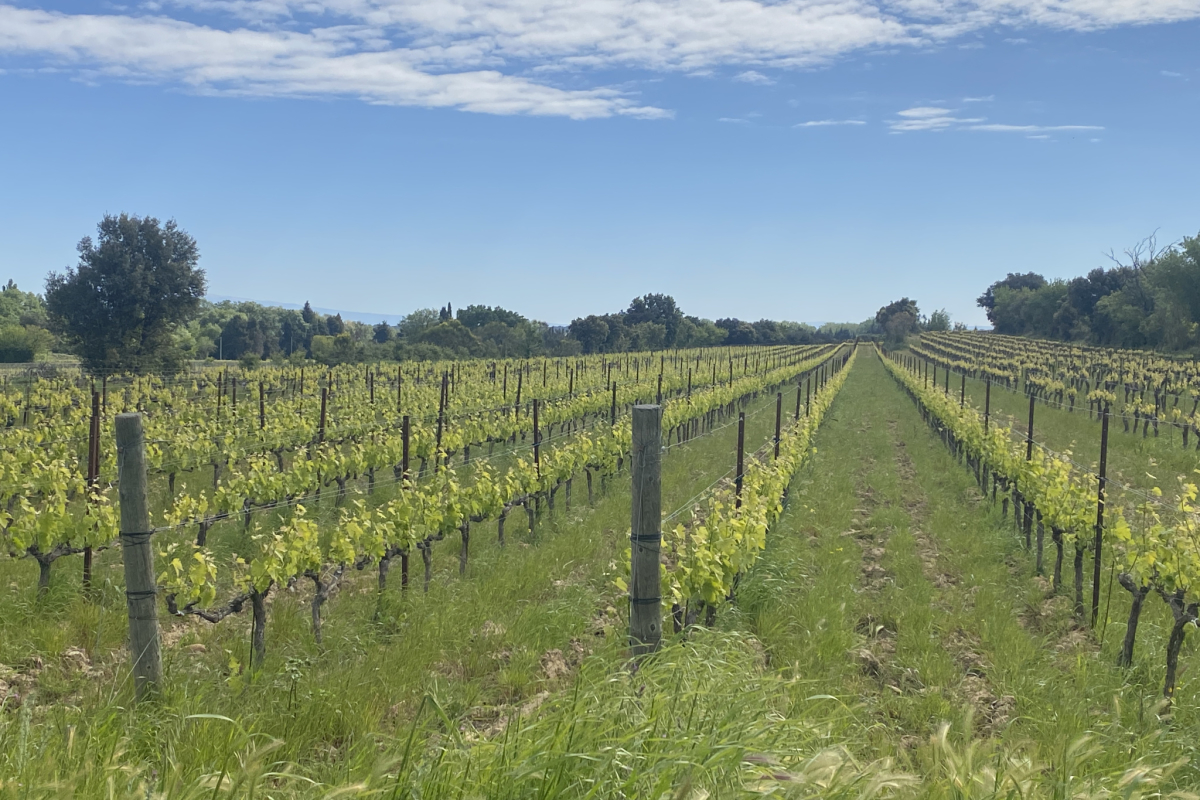 Maison de luxe à vendre à Tavel, 4 187 000 €, Photo 5