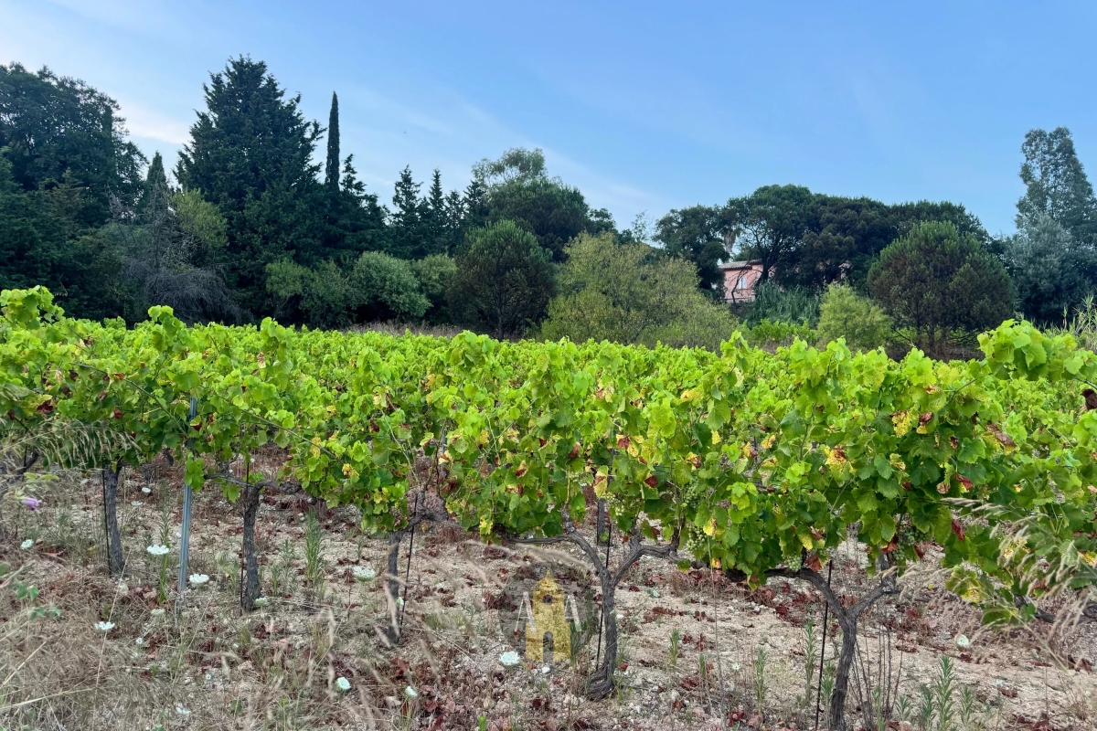 Maison de luxe à vendre à Saint-Tropez, 3 895 000 €, Photo 6