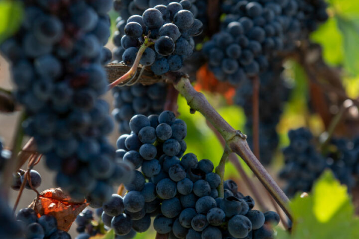 Maison de luxe à vendre à Manosque, 5 270 000 €, Photo 4