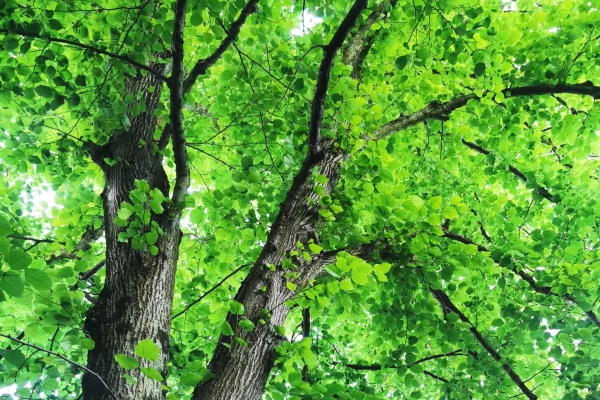 Maison de luxe à vendre à La Garde-Freinet, 750 000 €, Photo 4