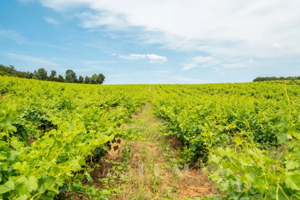 Luxury House for sale in Sabran, 2 200 000 €, Photo 4