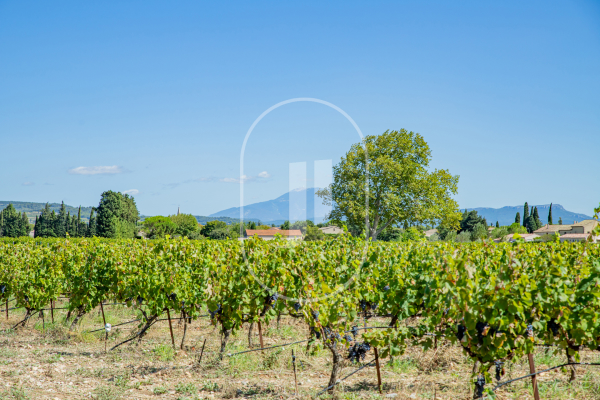 Maison de luxe à vendre à Sainte-Cécile-les-Vignes, 1 095 000 €, Photo 7