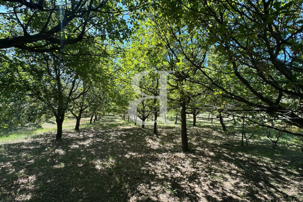 Maison de luxe à vendre à Vaison-la-Romaine, 750 000 €, Photo 7