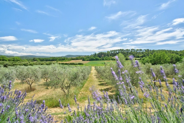 Luxury House for sale in La Bastide-des-Jourdans, 2 130 000 €, Photo 2