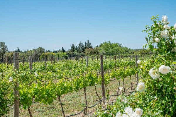 Maison de luxe à vendre à Maussane les Alpilles, 5 500 000 €, Photo 7