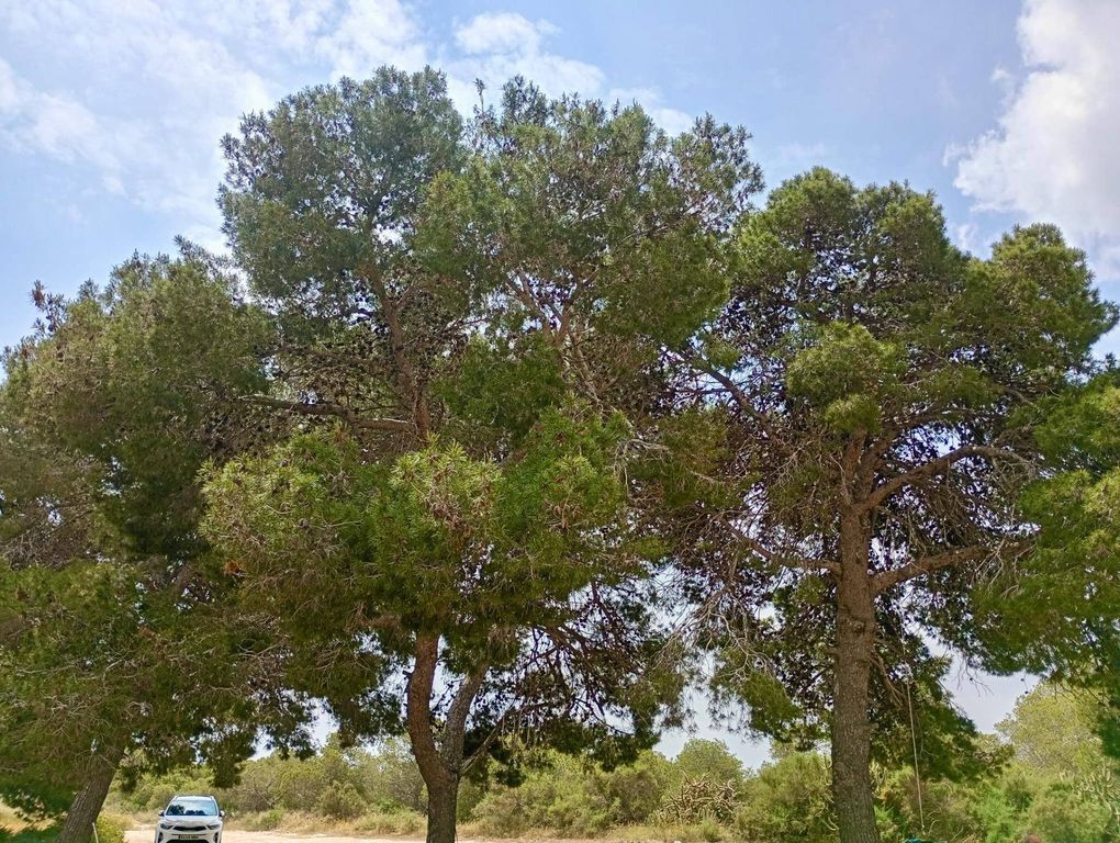 Maison de luxe à vendre à Elche, 460 000 €, Photo 6